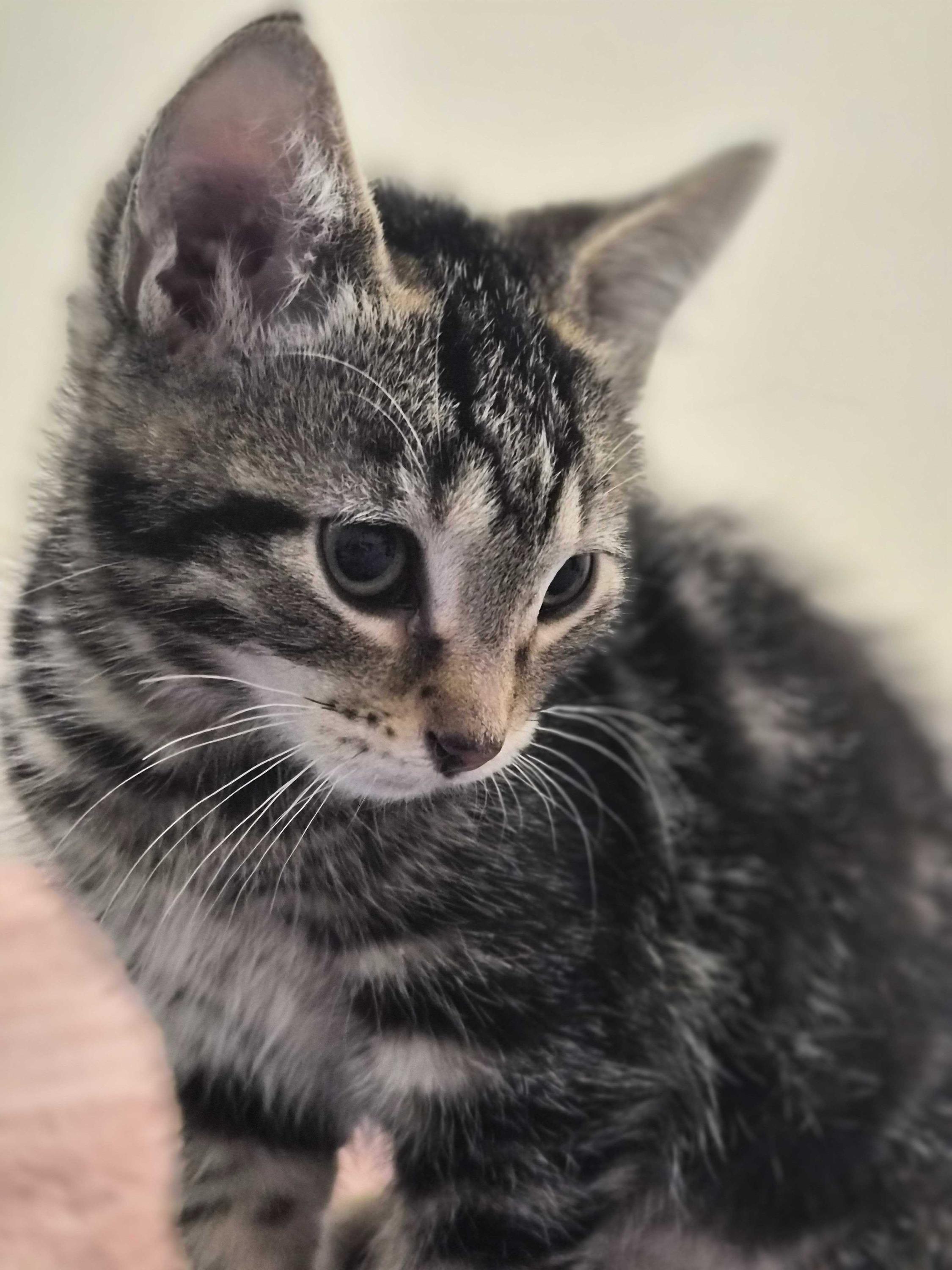 Rocket Man, an adoptable Domestic Short Hair in Seattle, WA image 3/5
