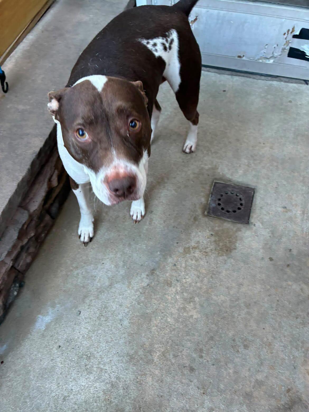 Rocco, Adoptable, Adult Male Staffordshire Bull Terrier.