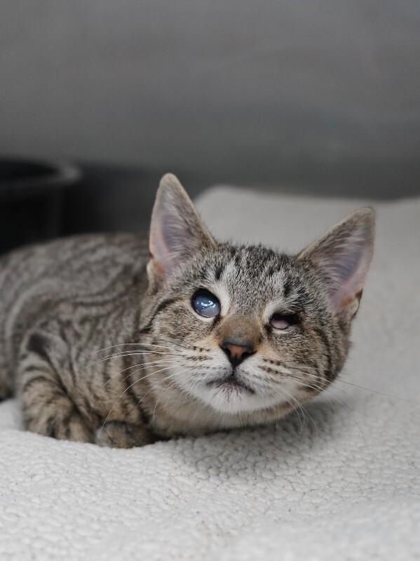 Honey, Adoptable, Adult Female Domestic Short Hair.