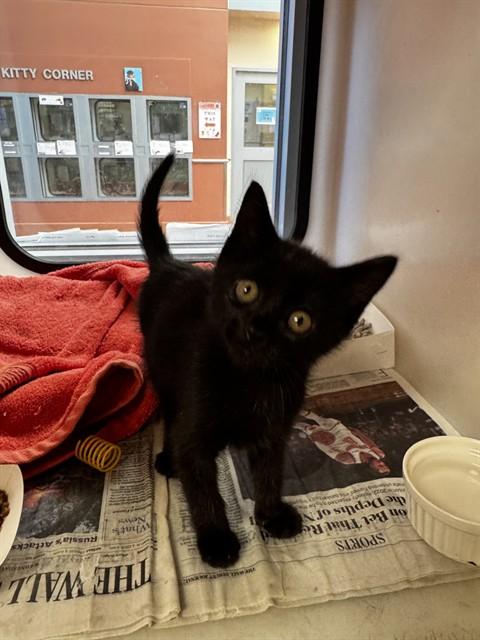 Enlarge SIDHE, a Adoptable Domestic Short Hair in San Jose, CA image 1/1