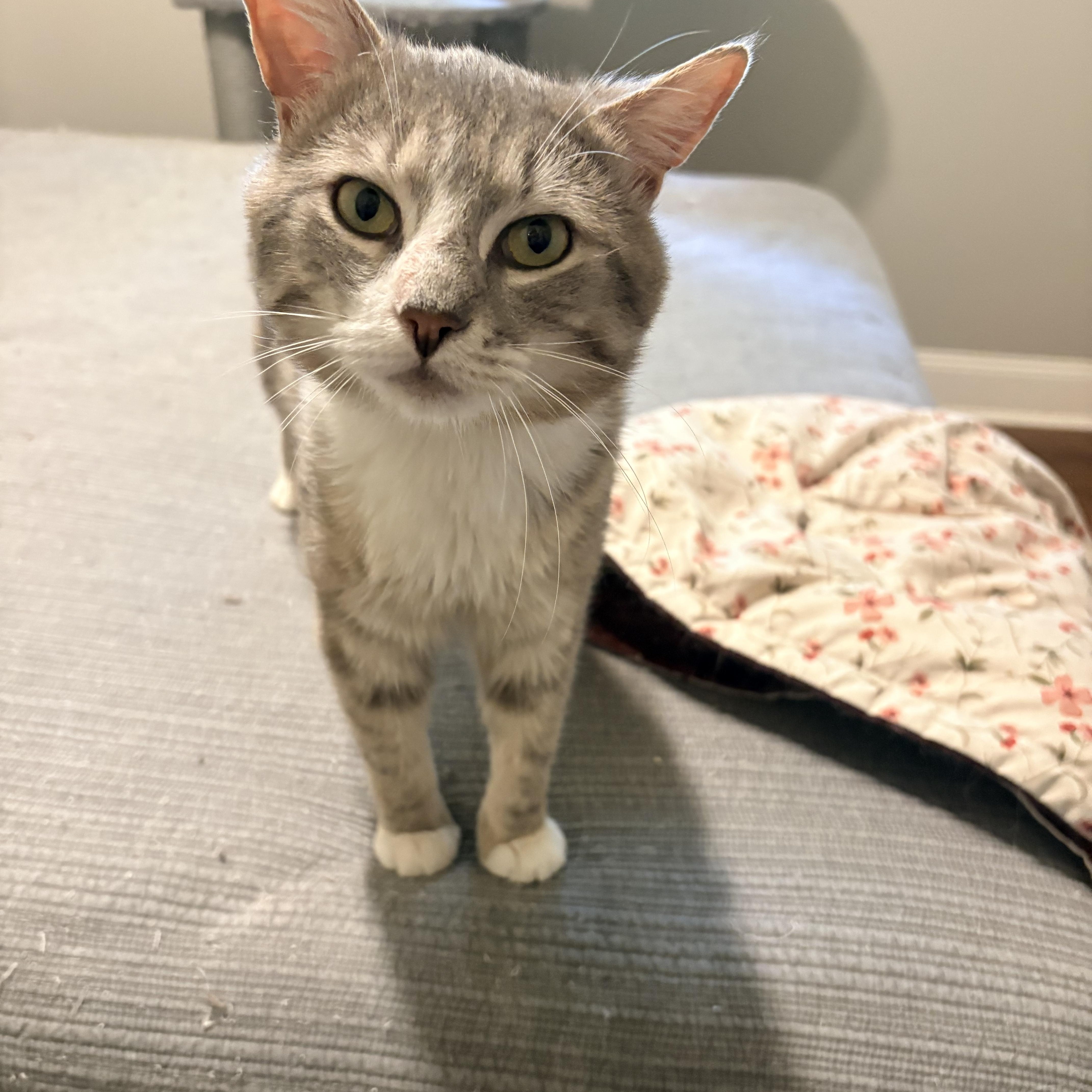 Keaton, adopted, Young Male Domestic Short Hair.