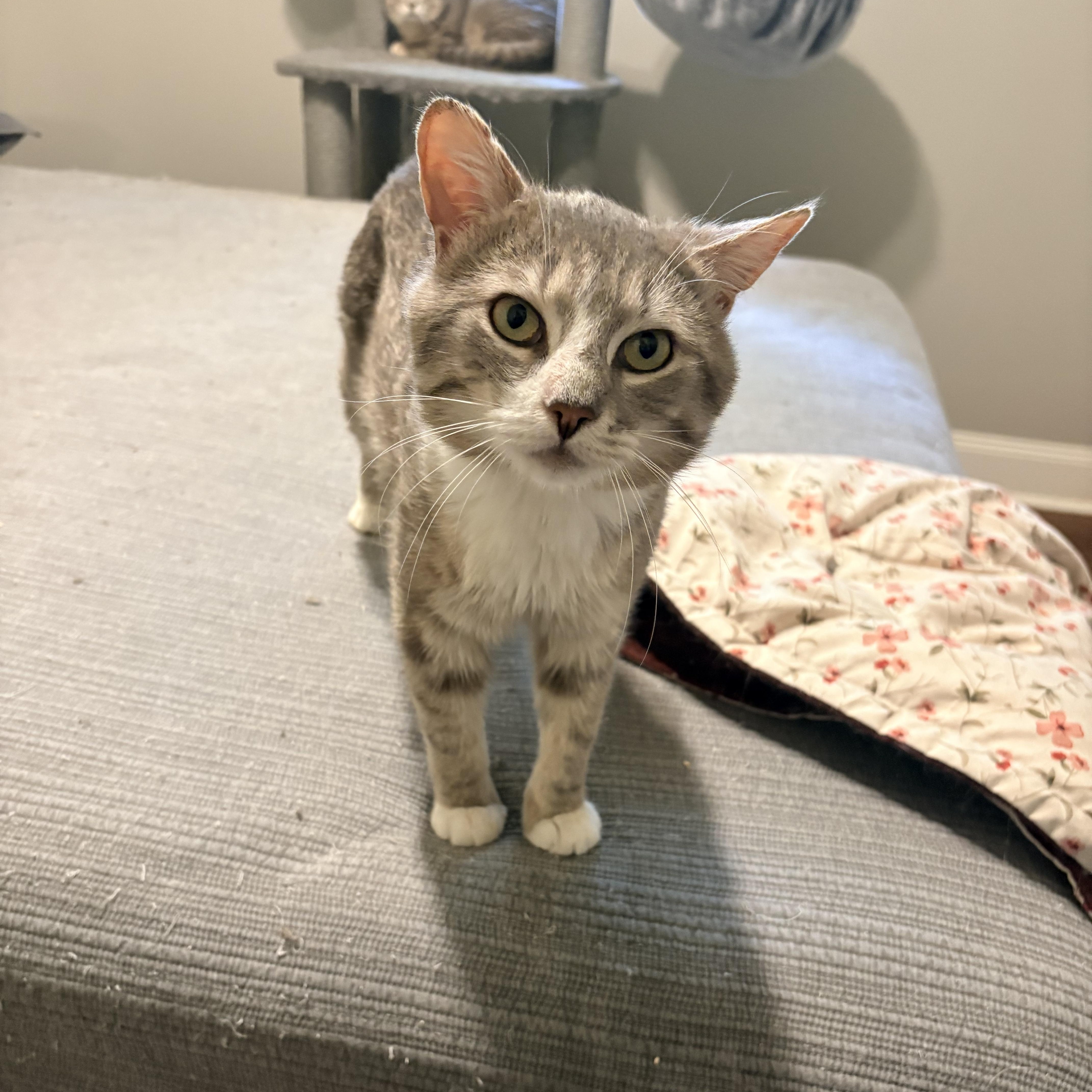 Keaton, an adopted Domestic Short Hair in Fredericton, NB image 4/4