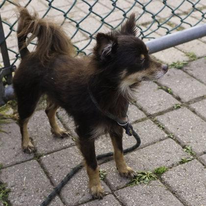 Party, Adoptable, Adult Female Chihuahua & Mixed Breed.