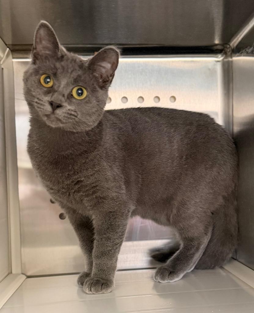 Enlarge Gina, a ADOPTABLE Domestic Short Hair in Columbus, NE image 1/1
