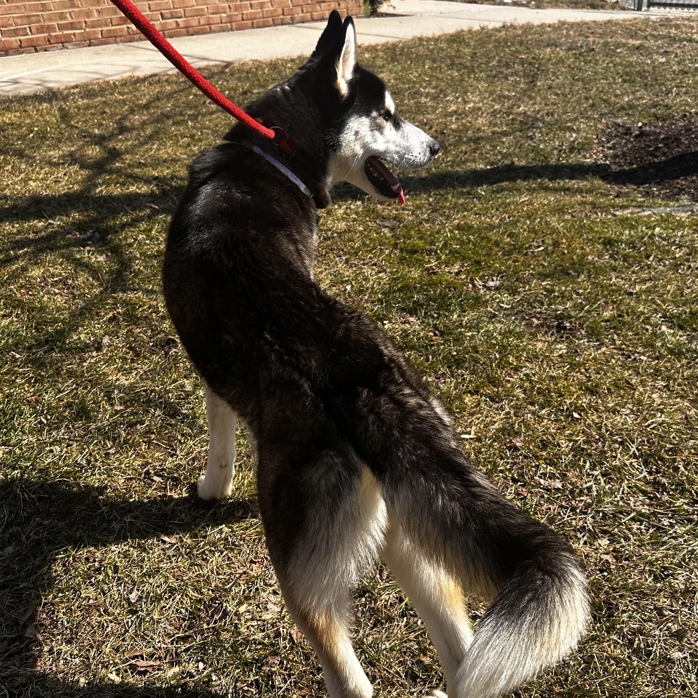 Enlarge River- #50537, a ADOPTABLE Husky in Columbia, MD image 2/5