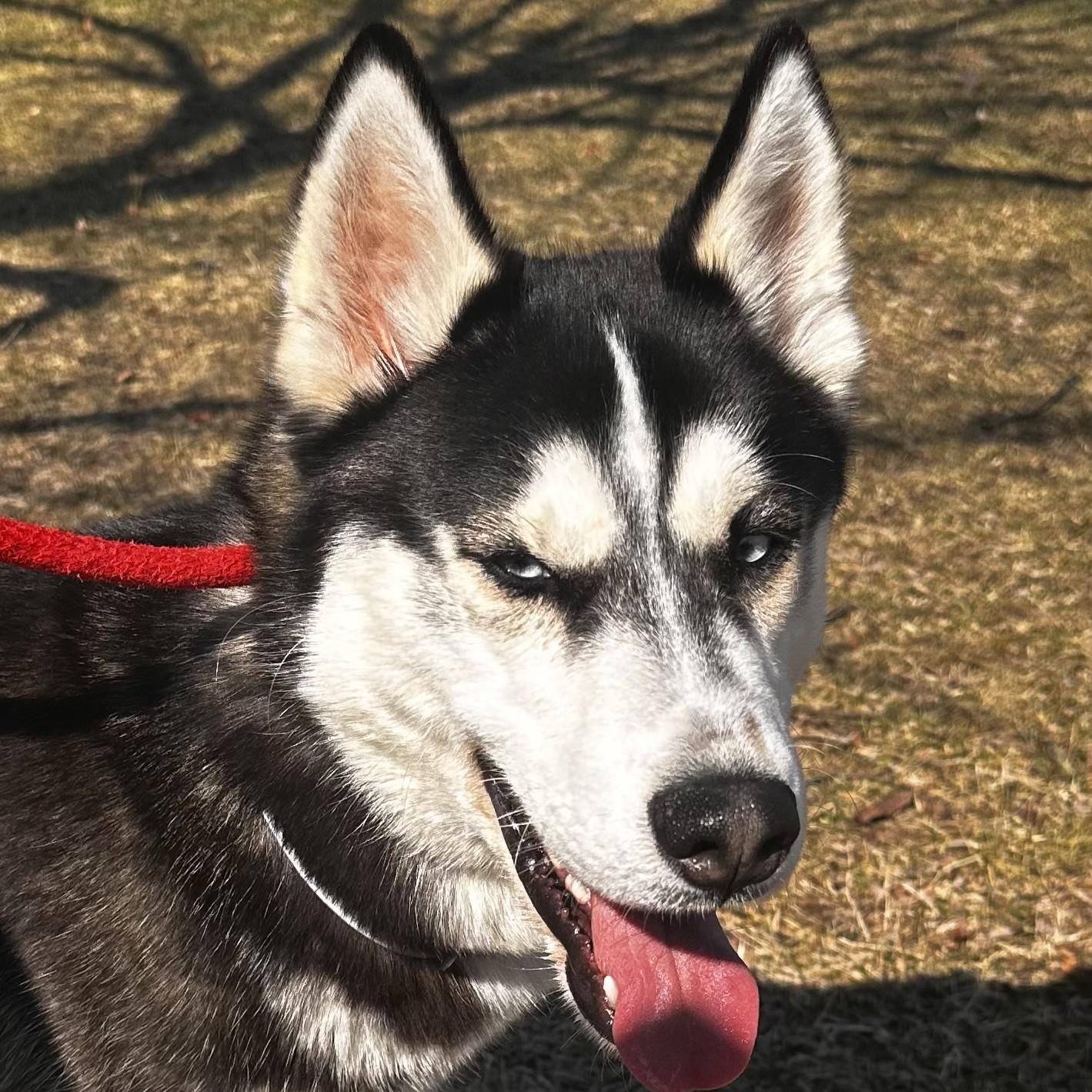 Enlarge River- #50537, a ADOPTABLE Husky in Columbia, MD image 1/5