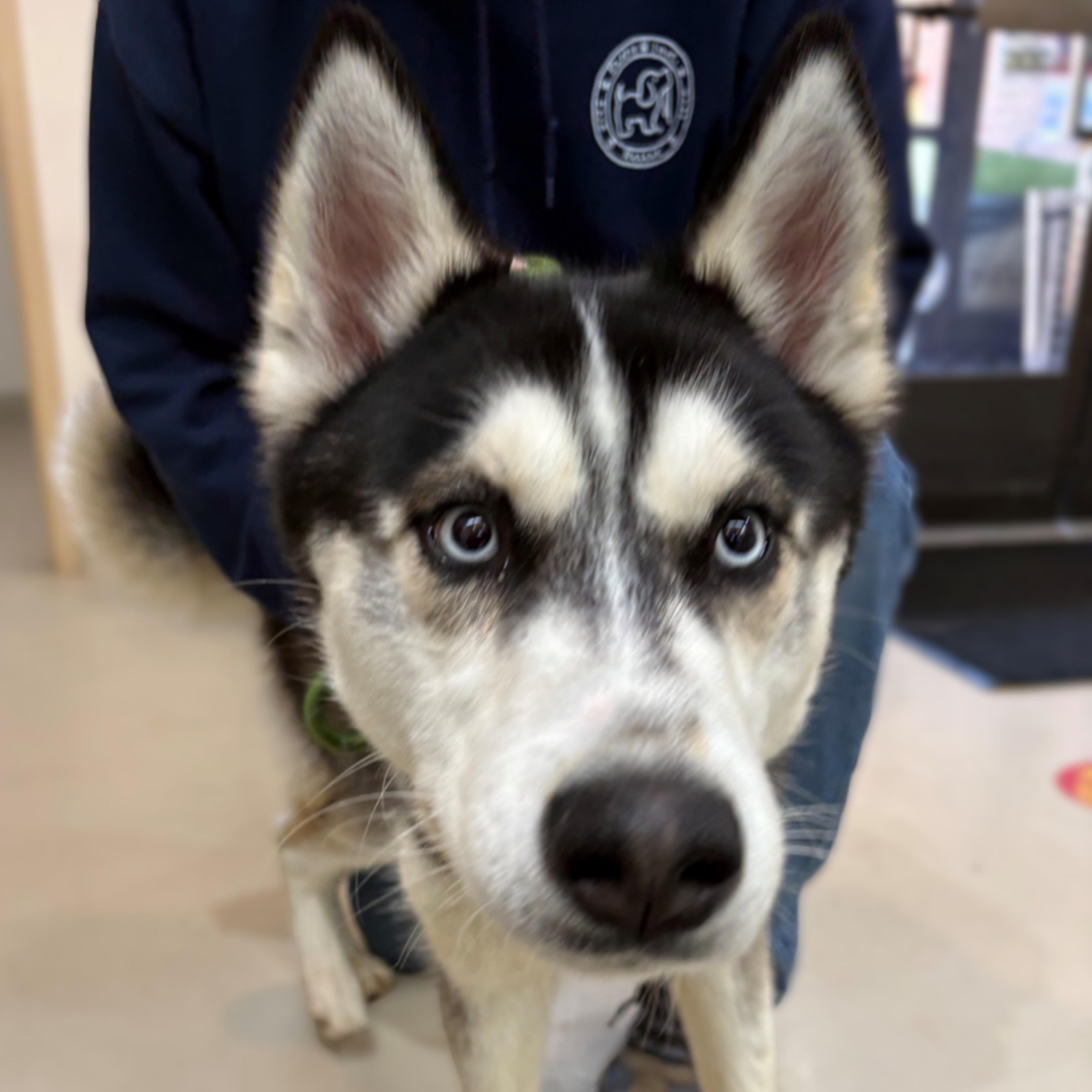 Enlarge River- #50537, a ADOPTABLE Husky in Columbia, MD image 4/5