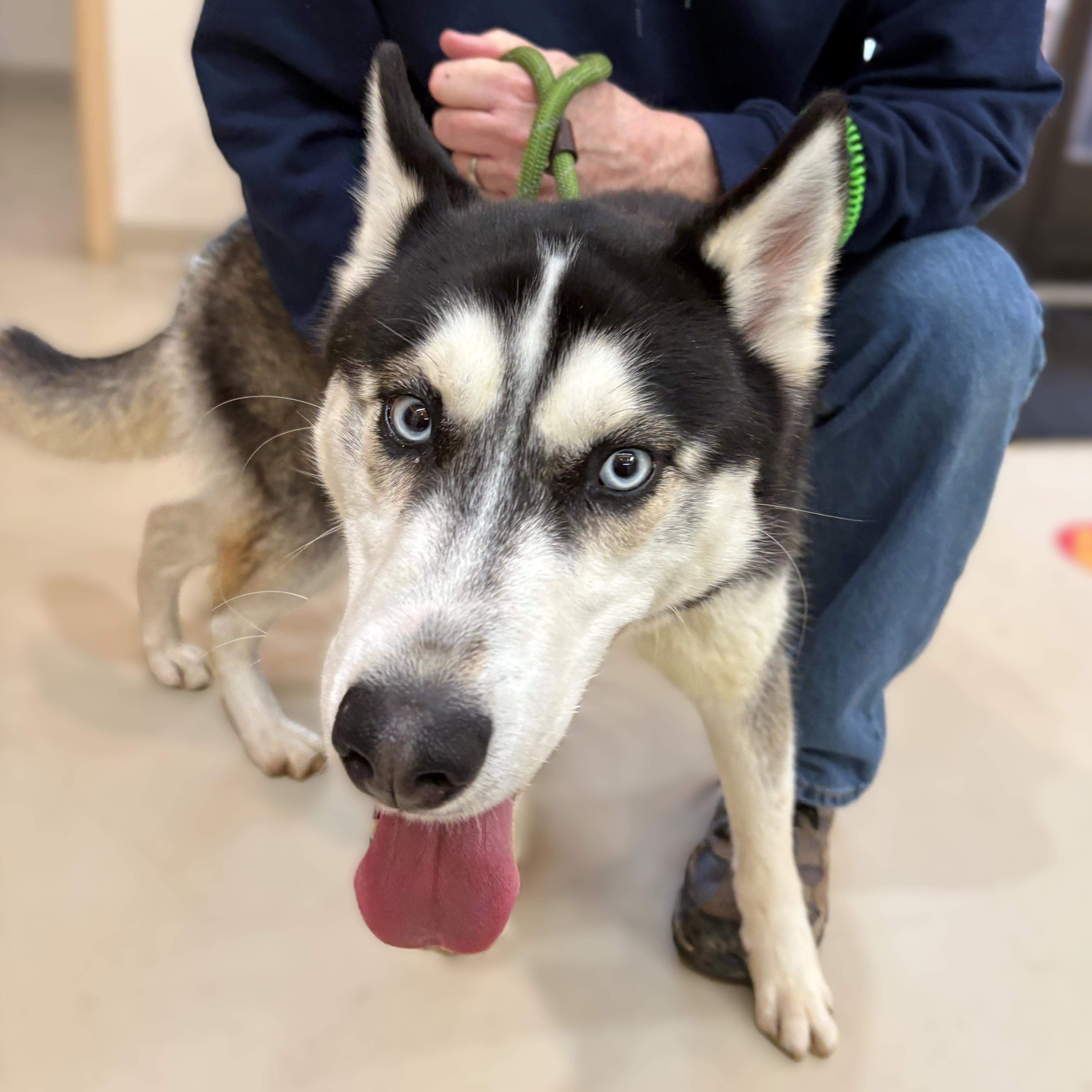 Enlarge River- #50537, a ADOPTABLE Husky in Columbia, MD image 3/5