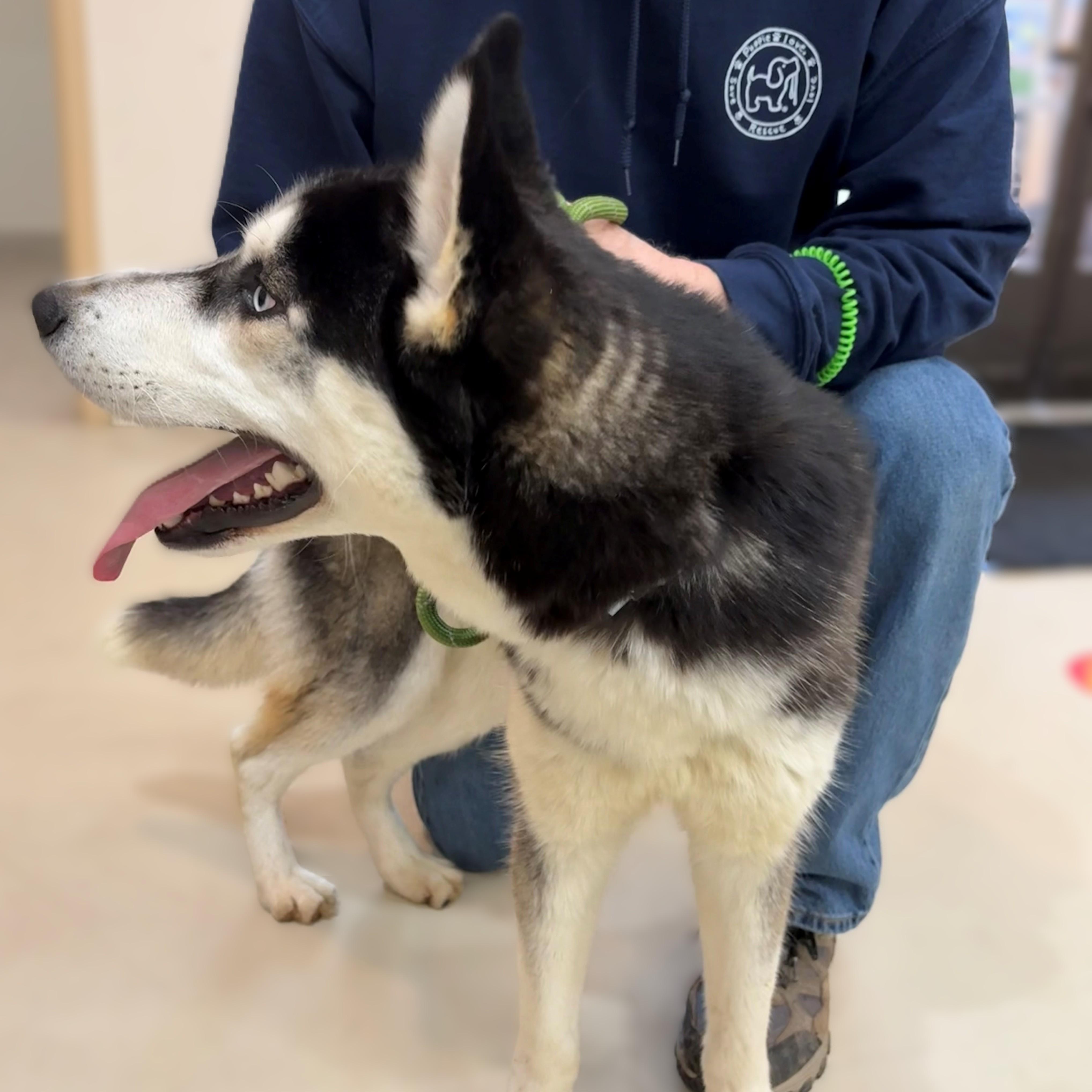 Enlarge River- #50537, a ADOPTABLE Husky in Columbia, MD image 5/5