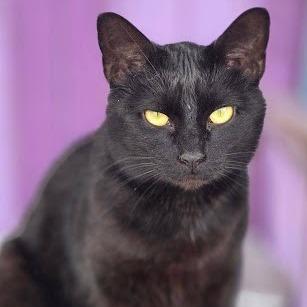 Ink, Adoptable, Adult Female Domestic Short Hair.
