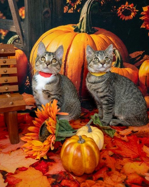 Enlarge Razz, a Adoptable Domestic Medium Hair in Lapeer, MI image 3/5