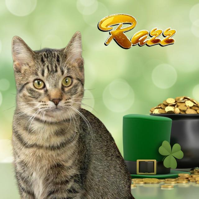 Razz, Adoptable, Young Female Domestic Medium Hair.