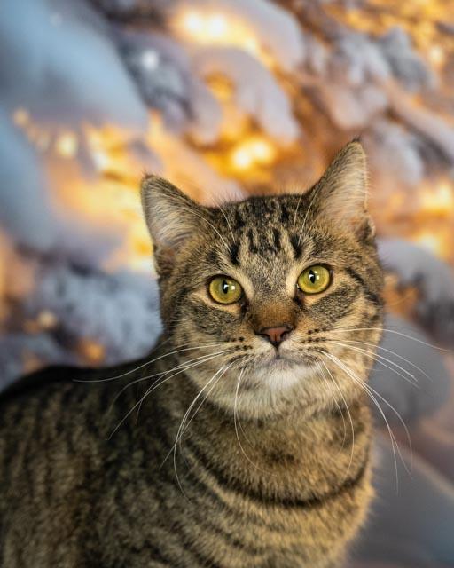 Enlarge Razz, a Adoptable Domestic Medium Hair in Lapeer, MI image 5/6