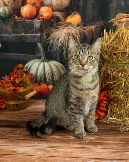 Enlarge Razz, a Adoptable Domestic Medium Hair in Lapeer, MI image 5/5