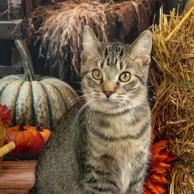 Enlarge Razz, a Adoptable Domestic Medium Hair in Lapeer, MI image 4/5