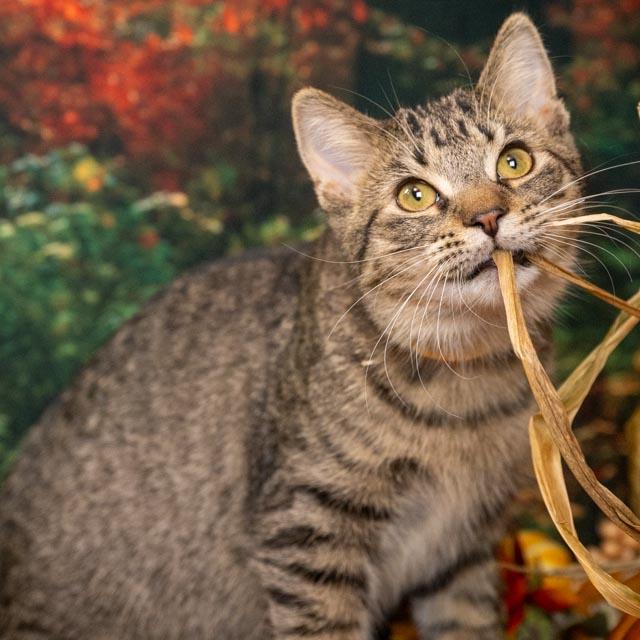 Enlarge Razz, a Adoptable Domestic Medium Hair in Lapeer, MI image 2/5