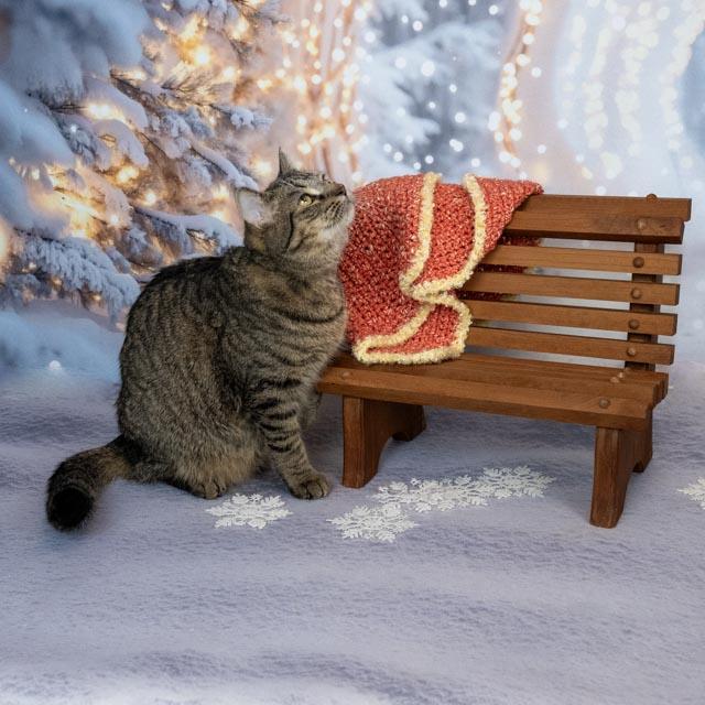 Enlarge Razz, a Adoptable Domestic Medium Hair in Lapeer, MI image 6/6