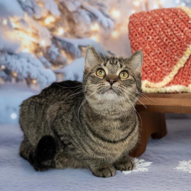 Razz, Adoptable, Young Female Domestic Medium Hair.