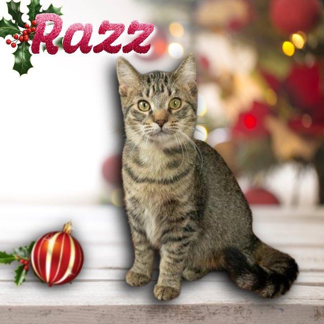 Razz, Adoptable, Young Female Domestic Medium Hair.