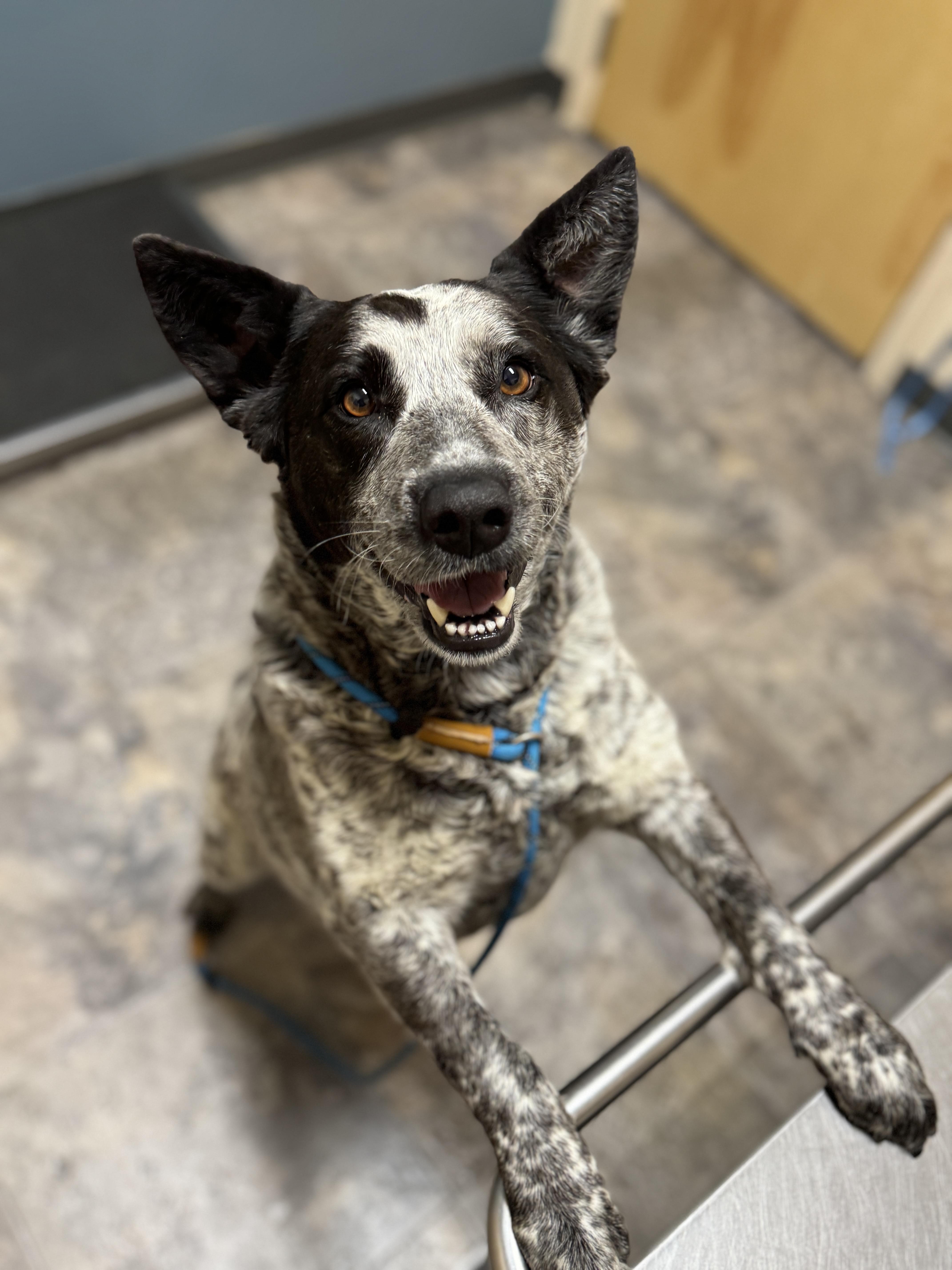 Enlarge Zoey, an adopted Australian Cattle Dog / Blue Heeler in Missoula, MT image 1/1