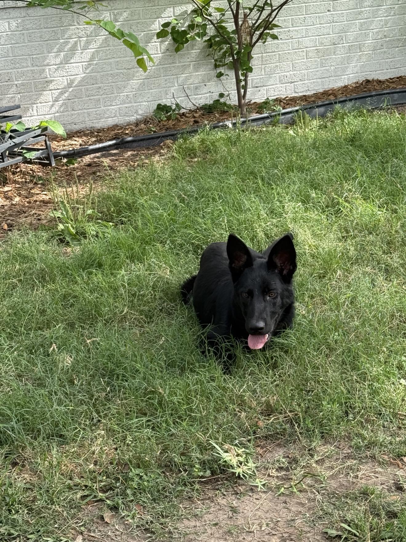 Enlarge Coby, a ADOPTABLE German Shepherd Dog in Lockhart, TX image 4/6