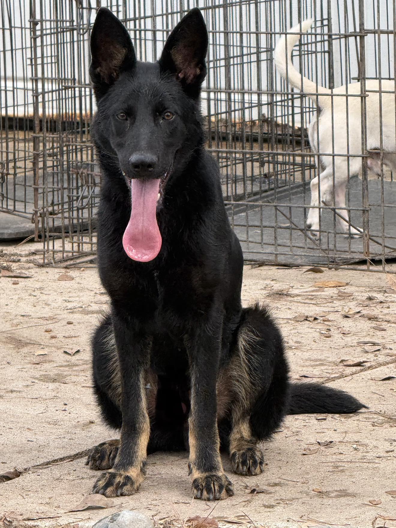 Enlarge Coby, a ADOPTABLE German Shepherd Dog in Lockhart, TX image 6/6