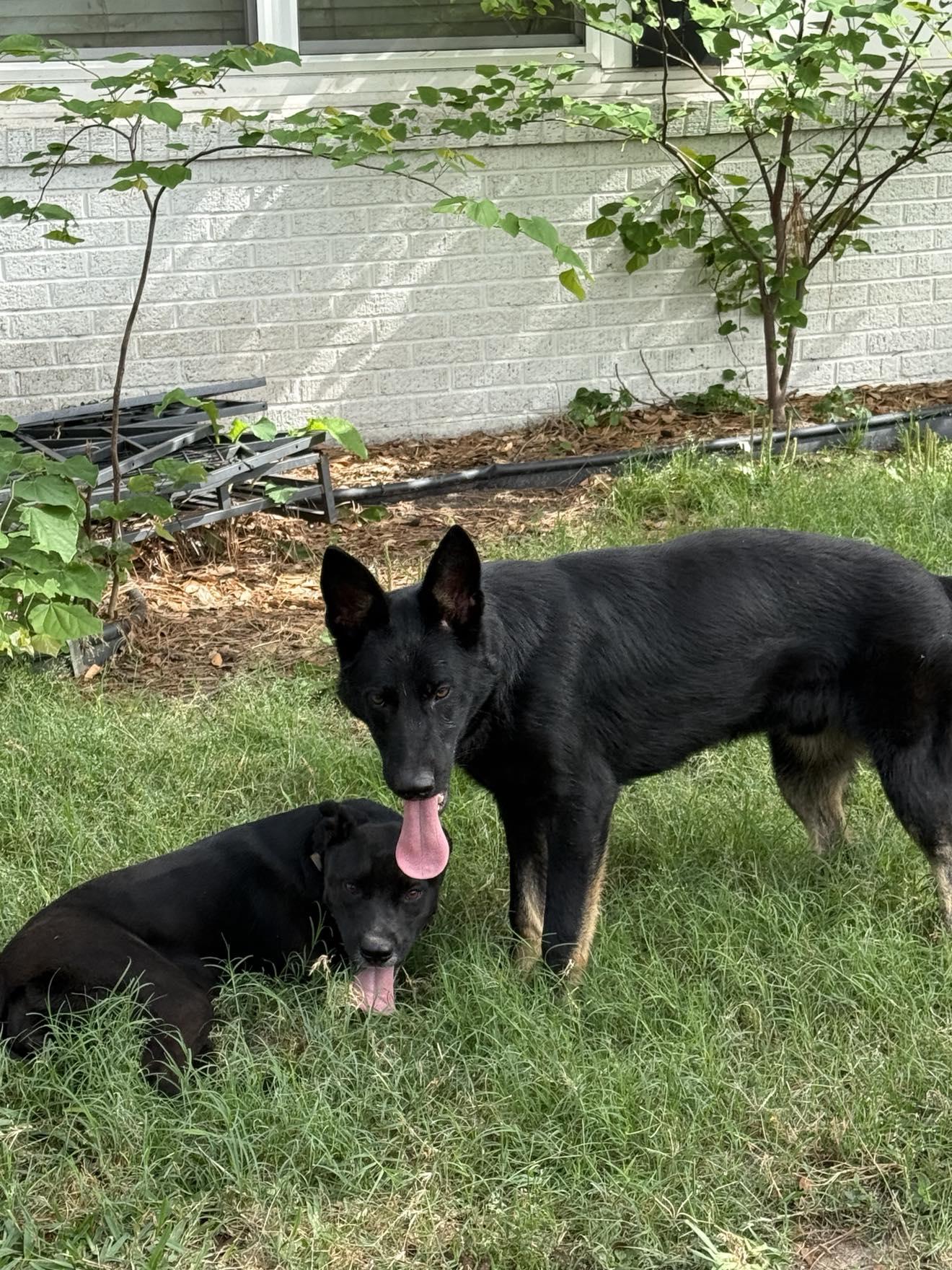 Enlarge Coby, a ADOPTABLE German Shepherd Dog in Lockhart, TX image 5/6