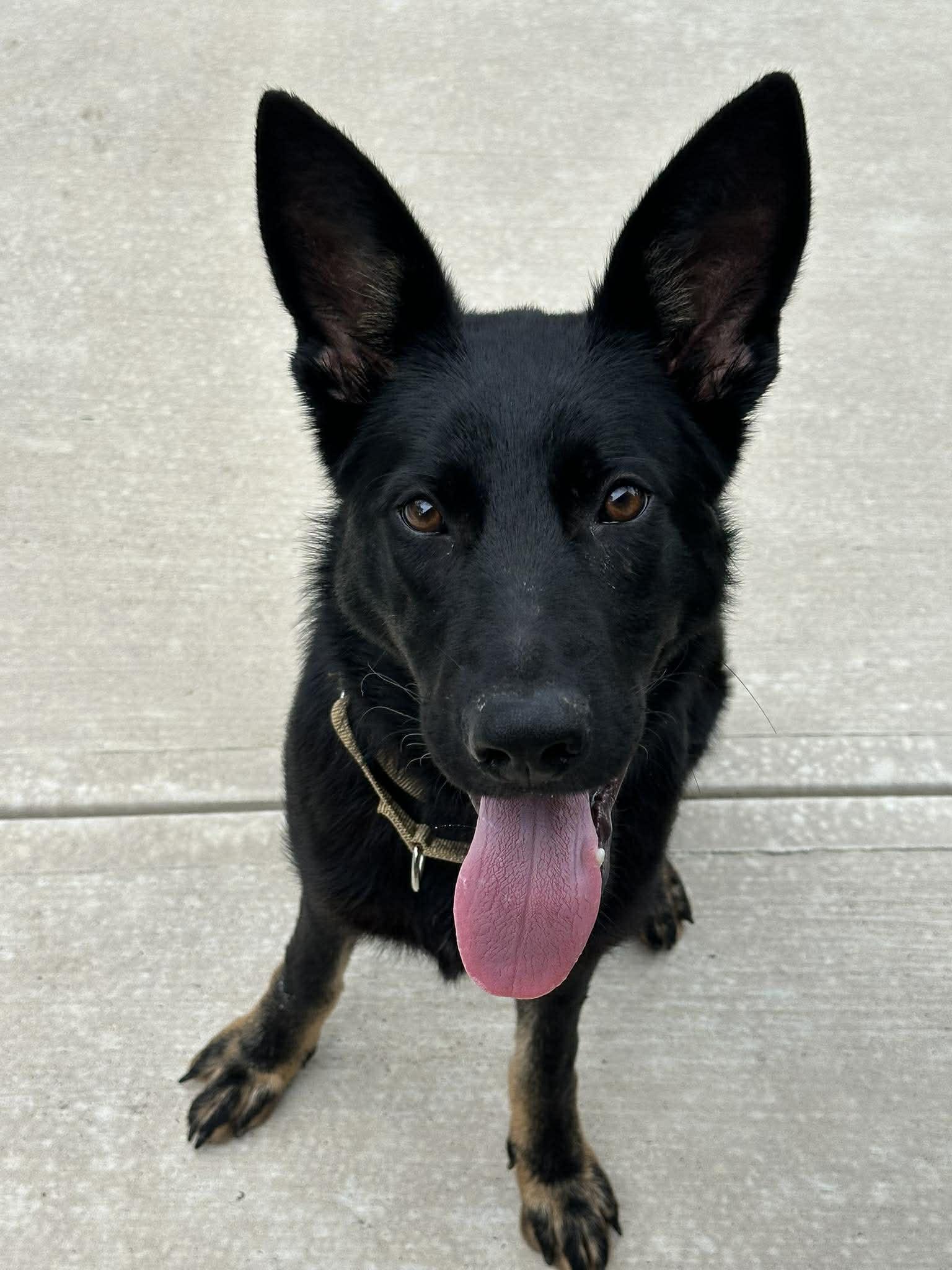Coby, ADOPTABLE, Young Male German Shepherd Dog.