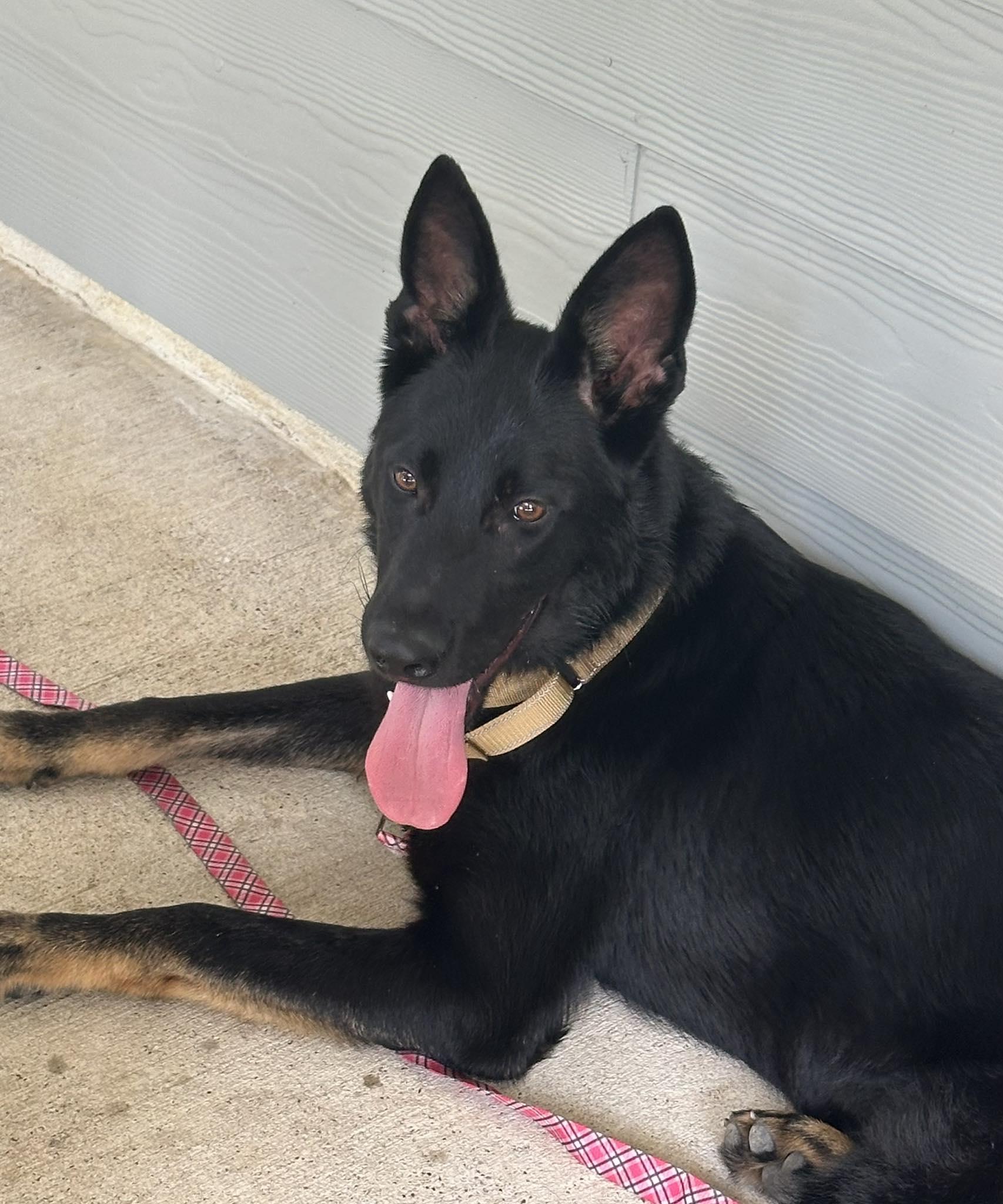 Enlarge Coby, a ADOPTABLE German Shepherd Dog in Lockhart, TX image 2/6