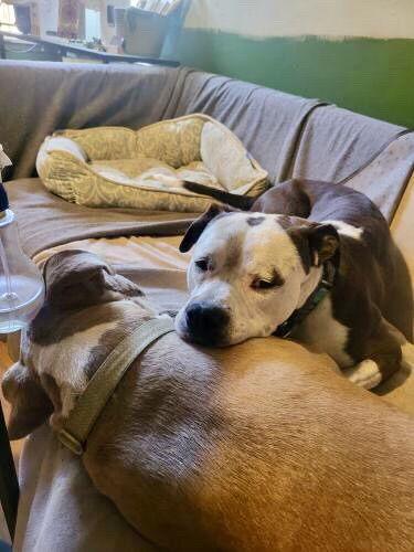 Branch, Adopted, Adult Male American Staffordshire Terrier & Boxer.