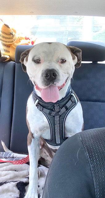 Enlarge Branch, a Adopted mixed breed in San Juan Capistrano, CA image 2/3