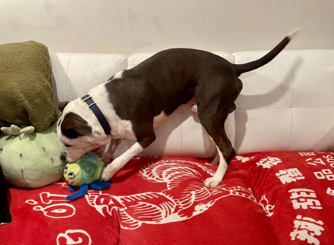 Enlarge Branch, a Adopted mixed breed in San Juan Capistrano, CA image 3/3