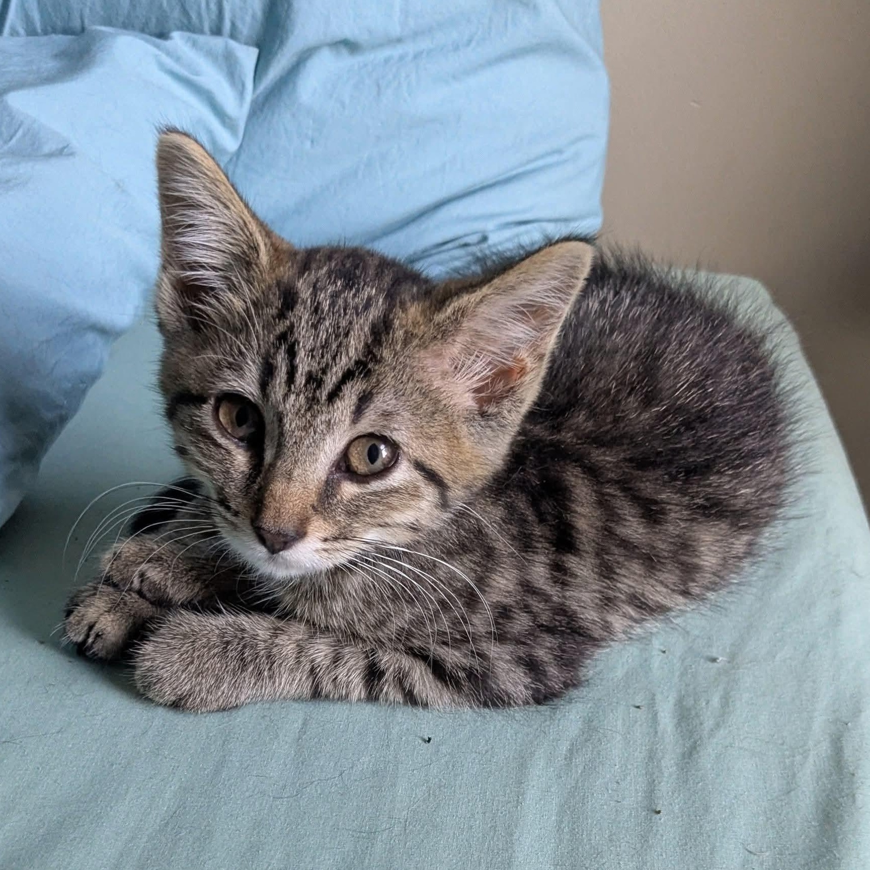 Enlarge Lumen, a Adoptable Tabby in Kentwood, MI image 2/6