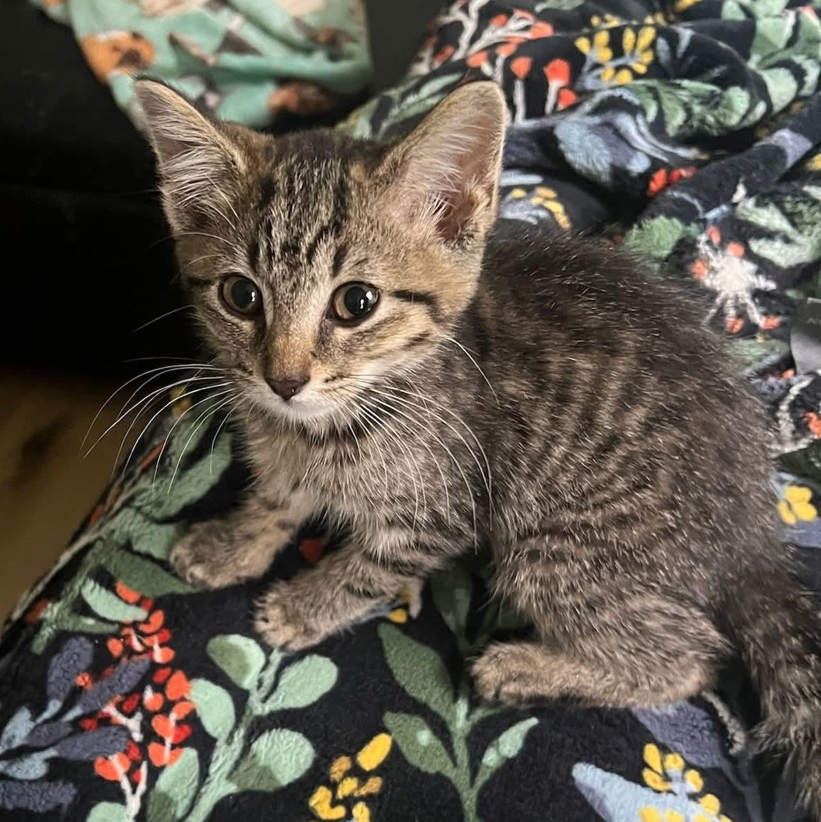 Enlarge Lumen, a Adoptable Tabby in Kentwood, MI image 5/6