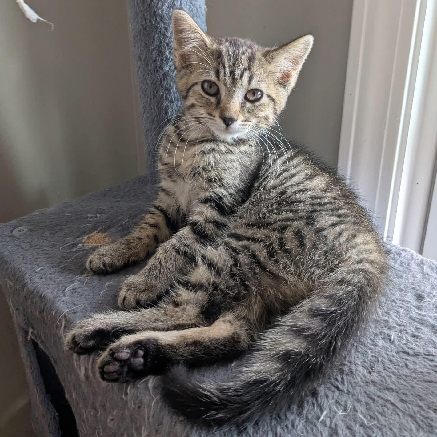Enlarge Lumen, a Adoptable Tabby in Kentwood, MI image 1/6