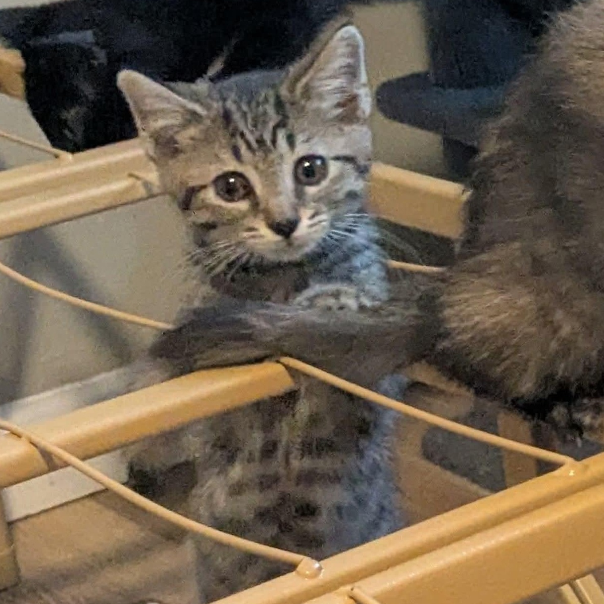 Enlarge Lumen, a Adoptable Tabby in Kentwood, MI image 6/6