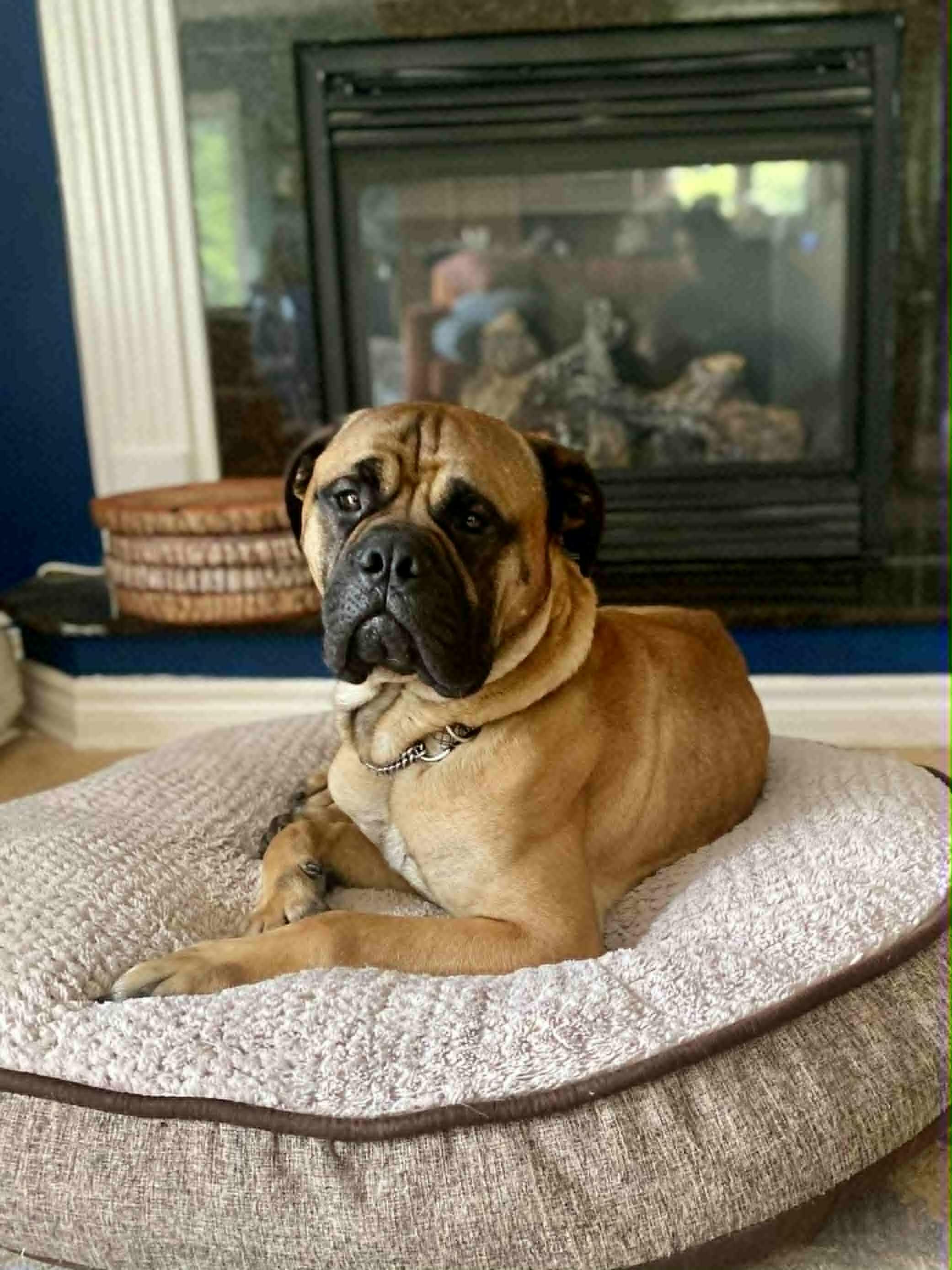 Cyrus, Adoptable, Adult Male Bullmastiff.