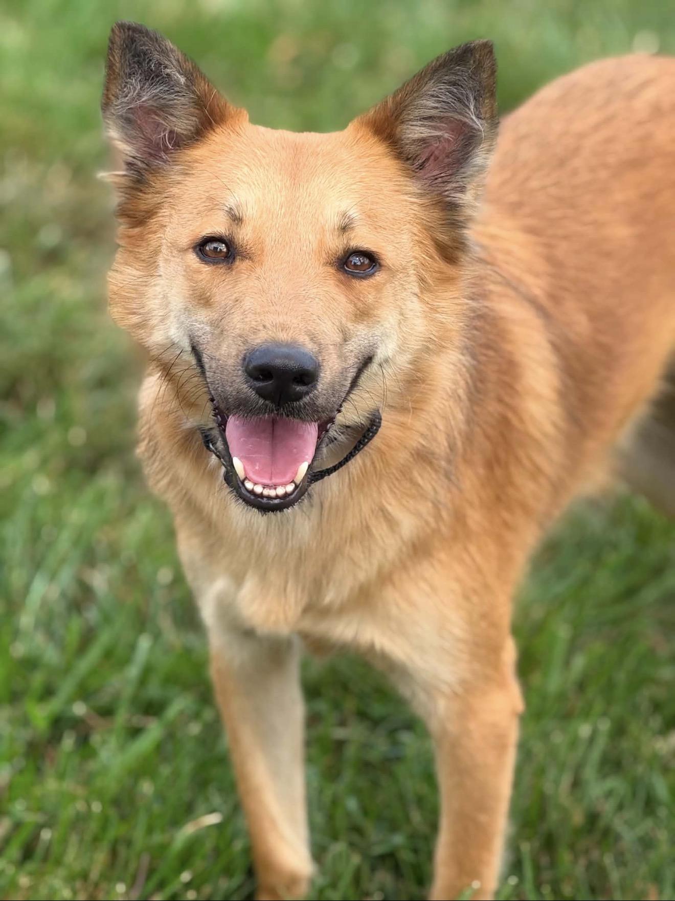 Lomy, an adopted mixed breed in Thurmont, MD image 2/6