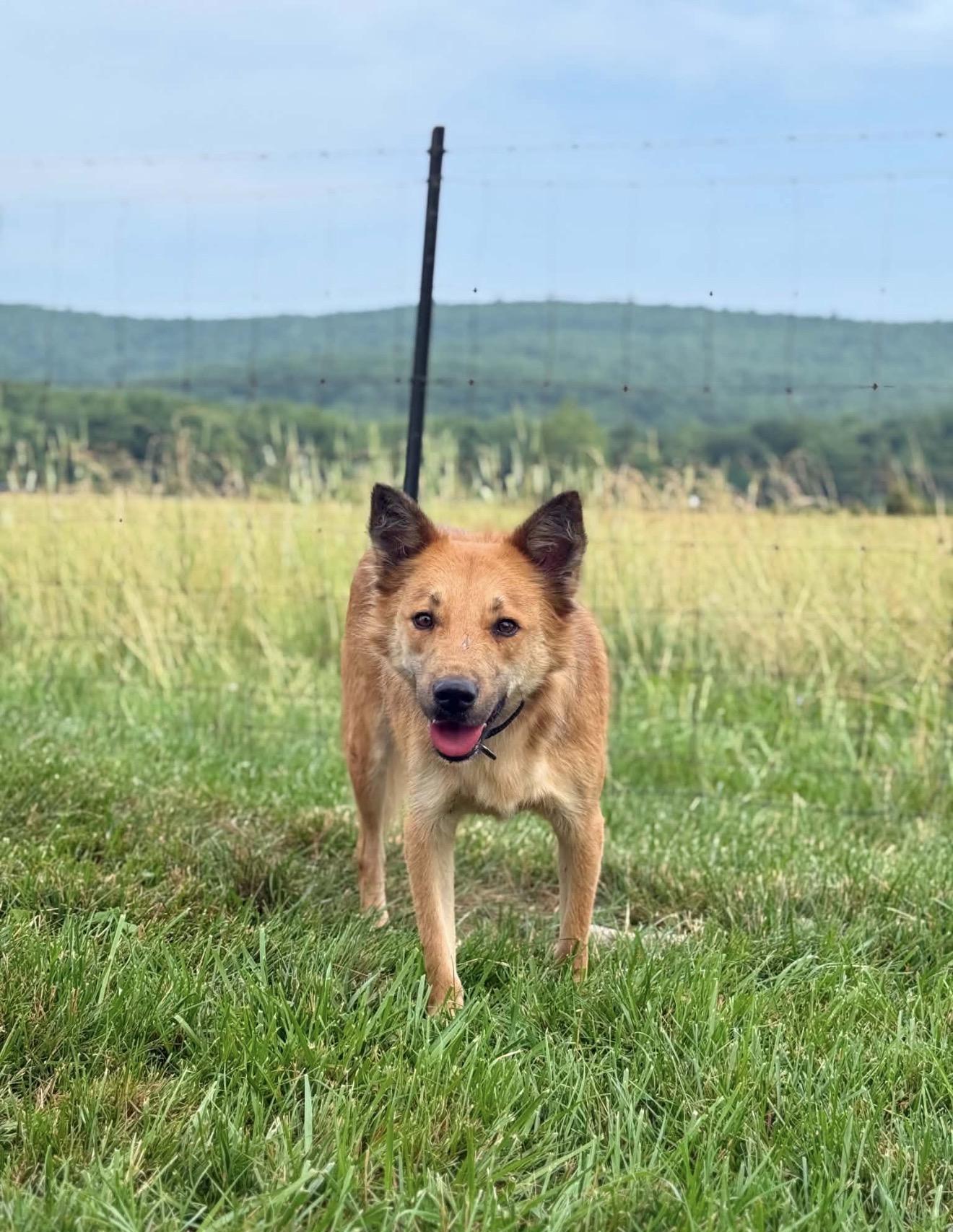 Lomy, an adopted mixed breed in Thurmont, MD image 6/6
