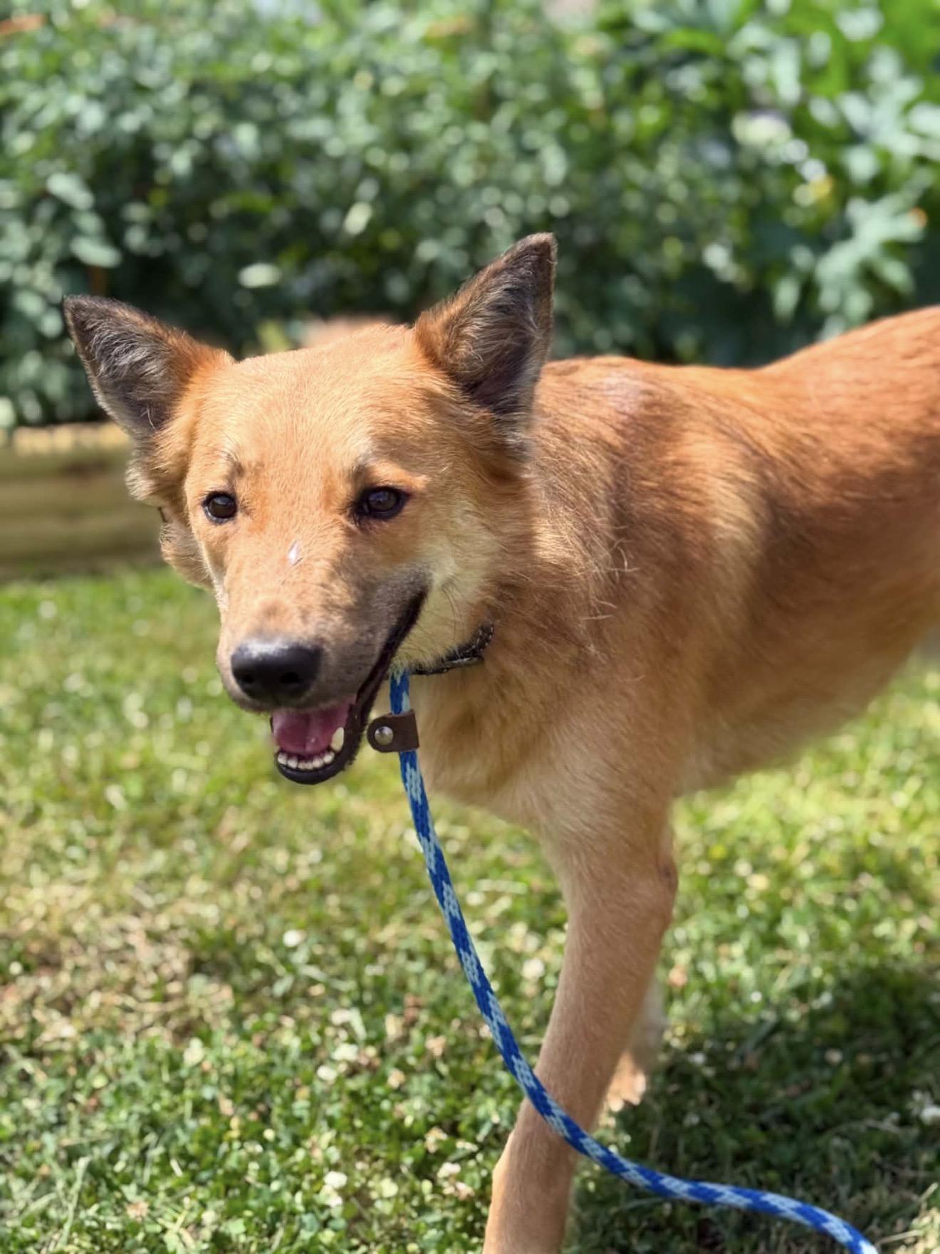 Lomy, an adopted mixed breed in Thurmont, MD image 4/6