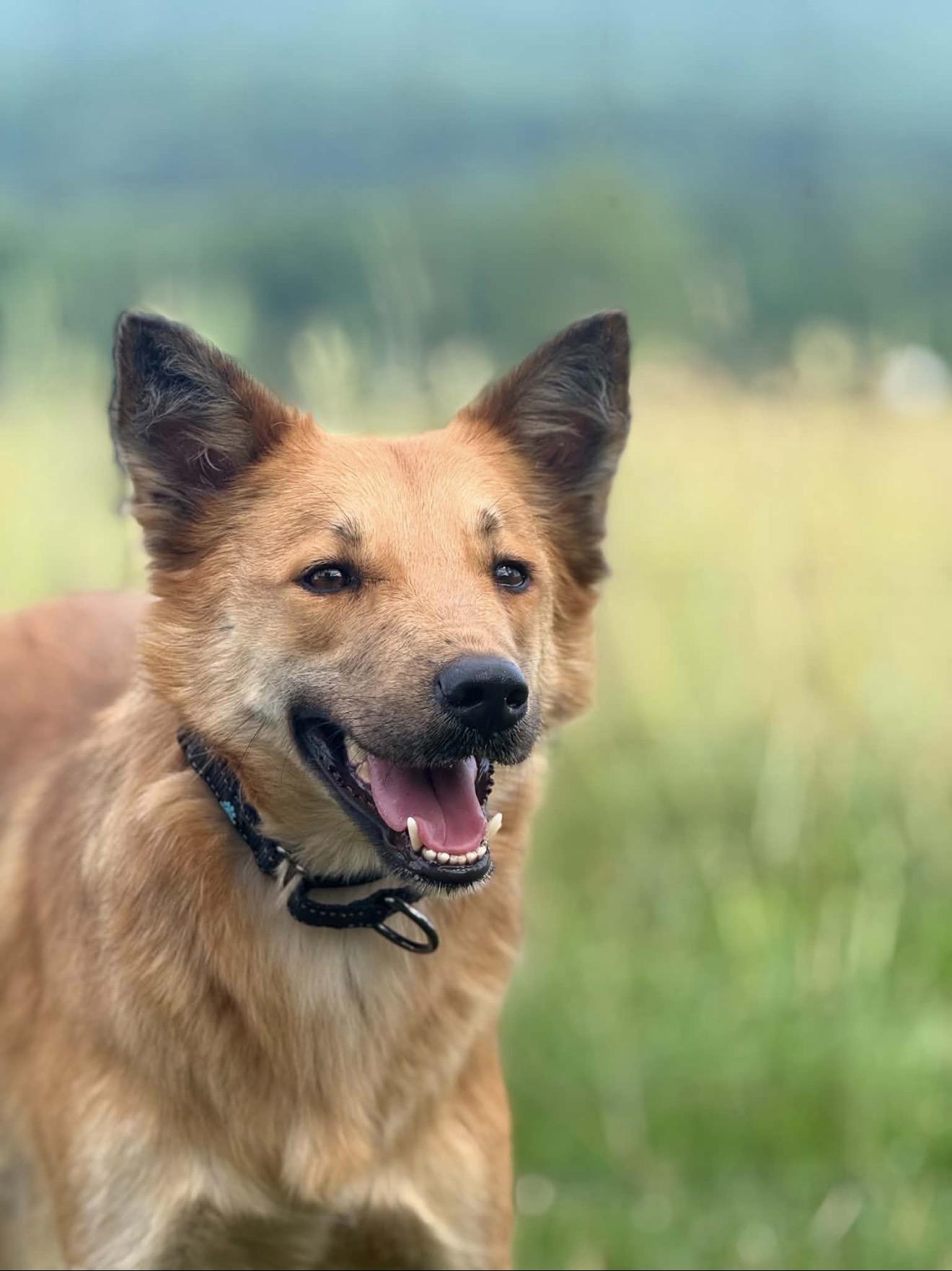 Lomy, adopted, Adult Male Shepherd & Saluki.