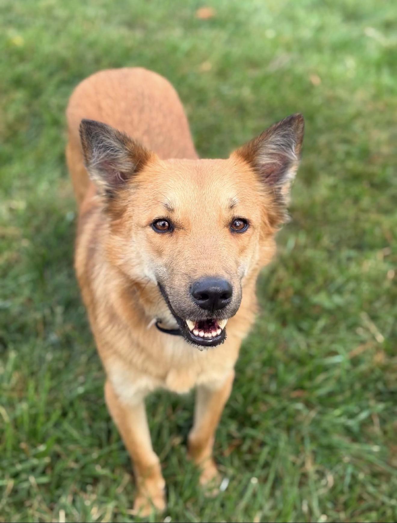 Lomy, an adopted mixed breed in Thurmont, MD image 5/6