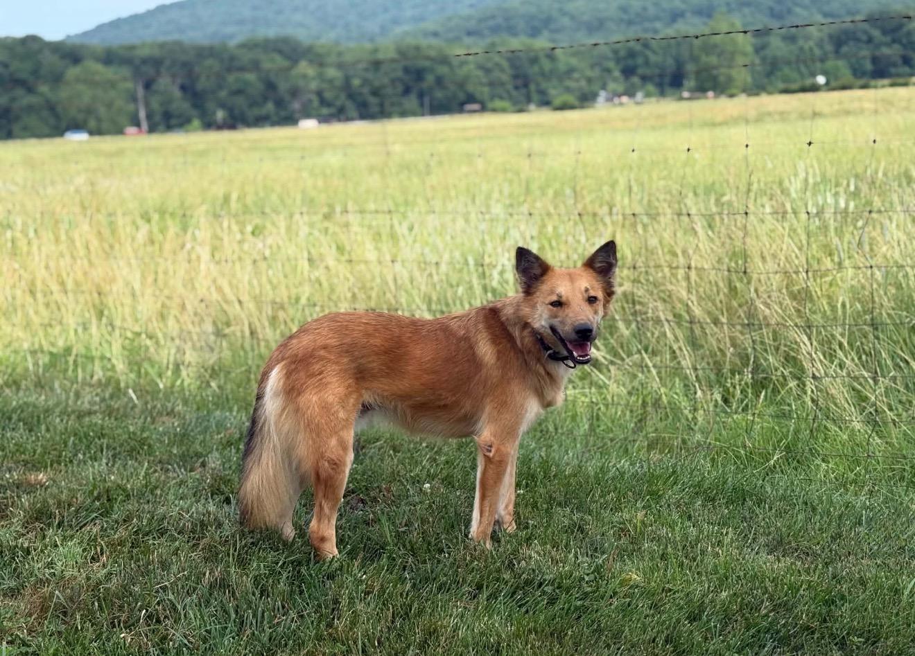Lomy, an adopted mixed breed in Thurmont, MD image 3/6