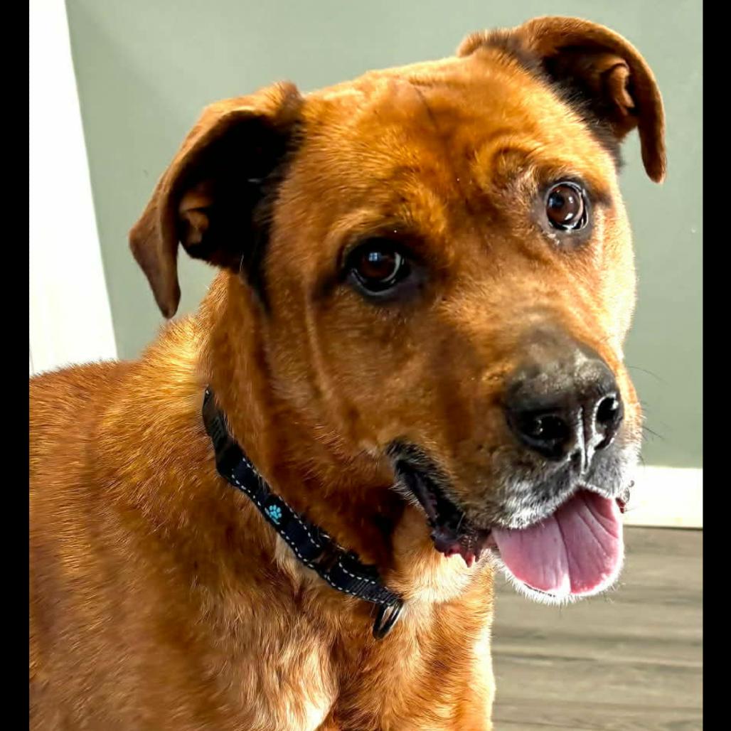 Bailey, Adoptable, Senior Male Mastiff & Mixed Breed.