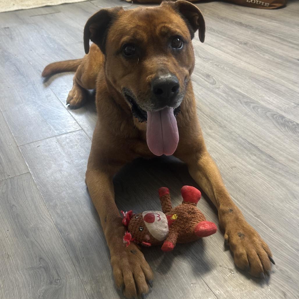 Enlarge Bailey, a Adoptable mixed breed in Greenville, PA image 2/6