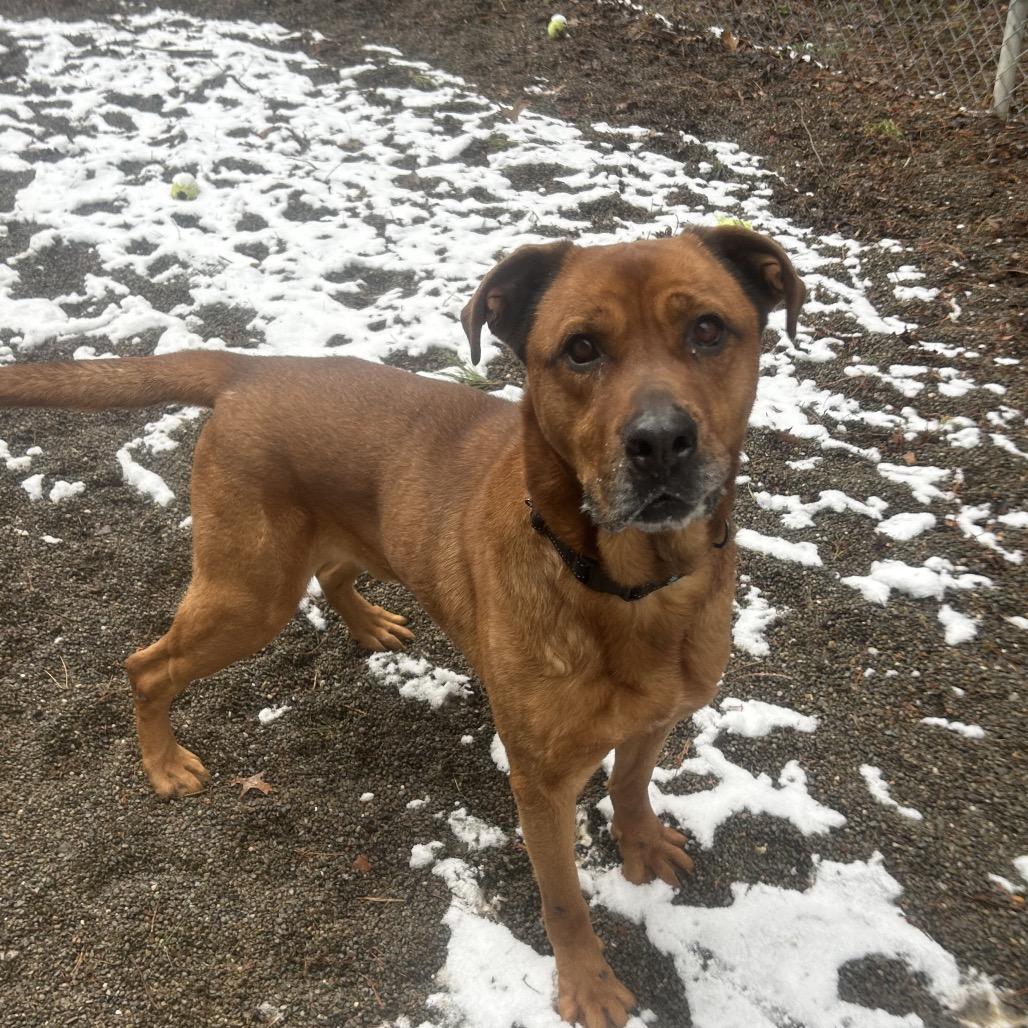 Bailey, Adoptable, Senior Male Mastiff & Mixed Breed.