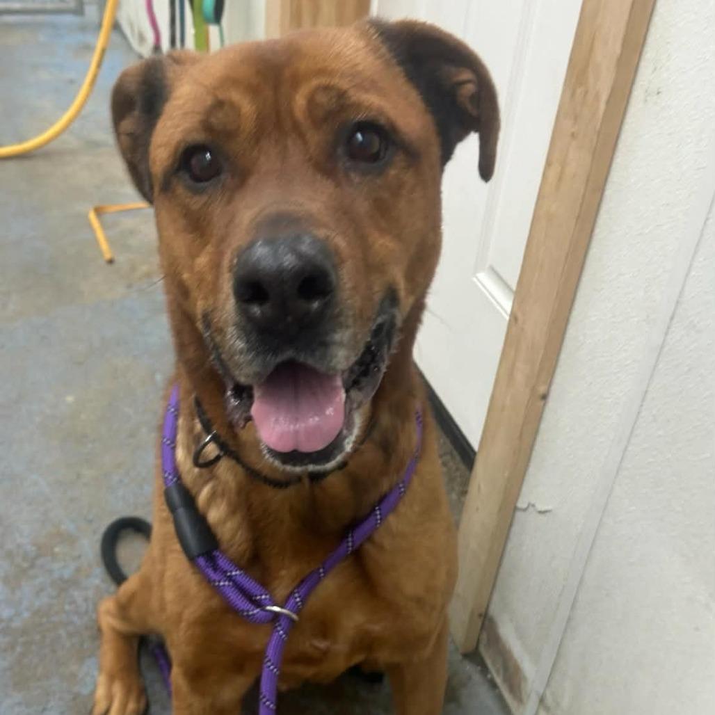 Enlarge Bailey, a Adoptable mixed breed in Greenville, PA image 2/4