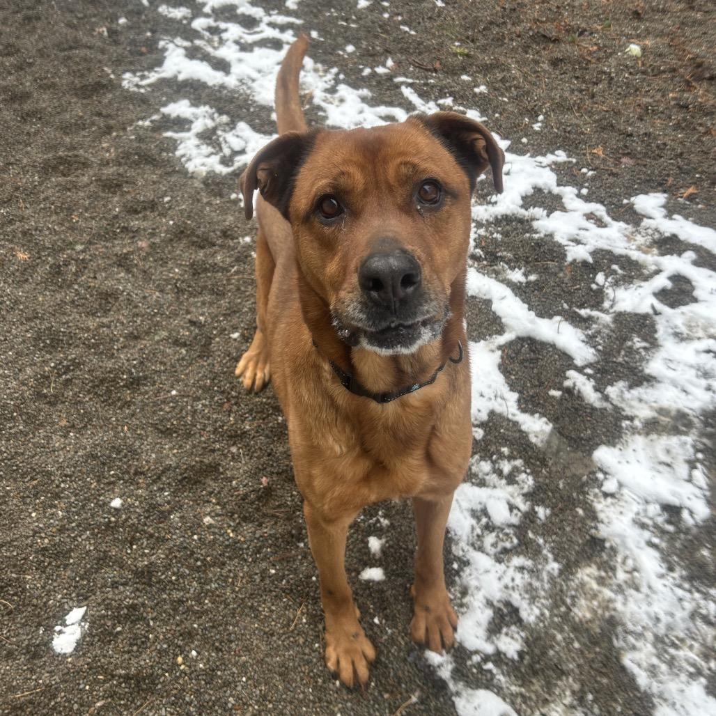 Enlarge Bailey, a Adoptable mixed breed in Greenville, PA image 3/4