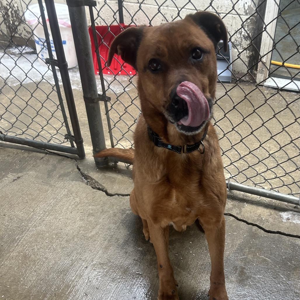 Enlarge Bailey, a Adoptable mixed breed in Greenville, PA image 4/4