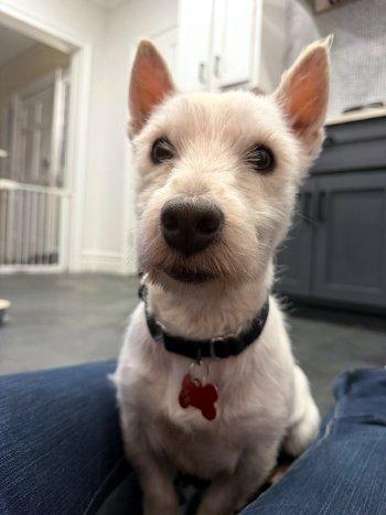 Enlarge Birch, a Adoptable West Highland White Terrier / Westie in Bedford Hills, NY image 1/4